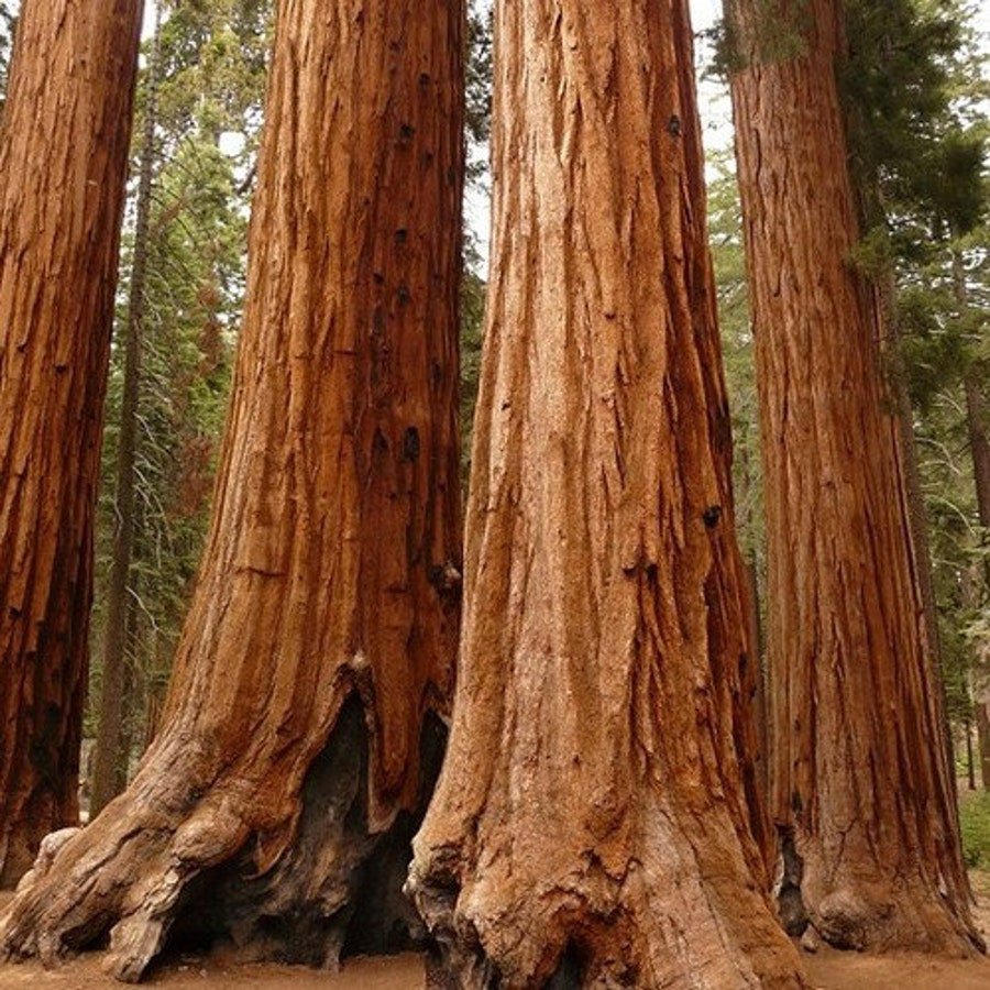 Giant Sequoia Tree Seeds Sequoiadendron Giganteum 15 Seeds Fresh Seeds Fast Shipping