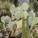 Giant Silver Dollar Cactus Seeds Opuntia Robusta 25 Seeds Fresh Seeds Fast Shipping