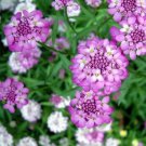 Gibraltar Candytuft Flower Seeds Iberis Gibraltarica 50 Seeds Fresh Seeds Fast Shipping