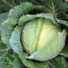 Glory Of Enkhuizen Cabbage Vegetable Seeds Fresh Seeds Fast Shipping
