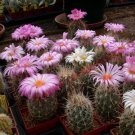 Glory Of Texas Cactus Seeds Thelocactus Bicolor 20 Seeds Fresh Seeds Fast Shipping