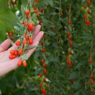 Goji Berry Bush Seeds Lycium Barbarum 30 Seeds Fresh Seeds Fast Shipping