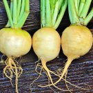 Golden Ball Turnip Vegetable Fresh Seeds Fast Shipping