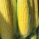 Golden Bantam Sweet Corn Fresh Seeds Fast Shipping