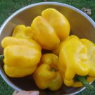 Golden Cal Wonder Sweet Bell Pepper Vegetable Seeds Fresh Seeds Fast Shipping