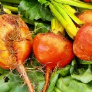 Golden Detroit Beets Vegetable Fresh Seeds Fast Shipping