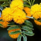 Golden Mimosa Tree Seeds Acacia Baileyana 20 Seeds Fresh Seeds Fast Shipping