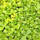 Golden Purslane Gourmet Native Green Garden Fresh Seeds Fast Shipping