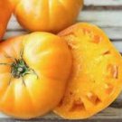 Golden Queen Tomato Organic Standards Fresh Seeds Fast Shipping