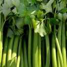 Golden Self Blanching Celery Vegetable Seeds Fresh Seeds Fast Shipping