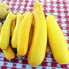 Golden Zucchini Summer Squash 20 Early Variety Rare Fresh Seeds Fast Shipping
