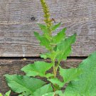 Good King Henry Greens 100 Perennial Vegetable Seeds Fresh Seeds Fast Shipping