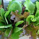 Gourmet Lettuce Mix Lettuce Fresh Seeds Fast Shipping