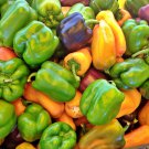 Gourmet Rainbow Sweet Bell Pepper Mix Vegetable Seeds Fresh Seeds Fast Shipping