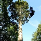 Grand Fir Tree Seeds Abies Grandis 15 Seeds Fresh Seeds Fast Shipping