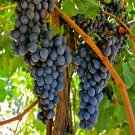 Grape Vine Seeds Vitis Vinifera 30 Seeds Fresh Seeds Fast Shipping