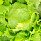 Great Lakes Mesa 659 Crisphead Lettuce Vegetable Fresh Seeds Fast Shipping
