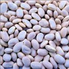 Great Northern Dry Bush Beans Fresh Seeds Fast Shipping