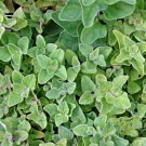 Greek Oregano Herbs Vegetable Garden Fresh Seeds Fast Shipping