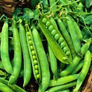 Green Arrow Peas English Shelling Vegetable Seeds Fresh Seeds Fast Shipping