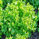 Green Ice Leaf Lettuce Gourmet Fresh Seeds Fast Shipping