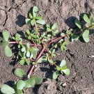 Green Purslane Purslane Native Greens Culinary Fresh Seeds Fast Shipping