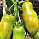 Green Sausage Tomato Grown To Organic Standards Fresh Seeds Fast Shipping
