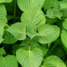 Green Shiso Culinary Herbs Perilla Vegetable Seeds Fresh Seeds Fast Shipping