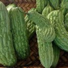 Green Skin Bitter Melon Fresh Seeds Fast Shipping