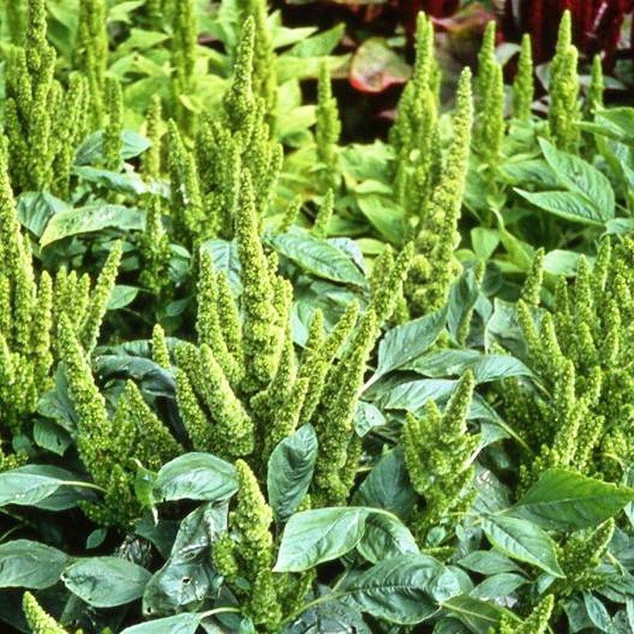 Green Thumb Amaranth Vegetable Seeds Fresh Seeds Fast Shipping