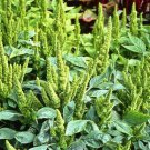 Green Thumb Amaranth Vegetable Seeds Fresh Seeds Fast Shipping