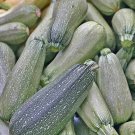 Grey Zucchini Summer Squash Fresh Seeds Fast Shipping