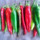 Guizeppi Chile Pepper Hatch Green Mild Fresh Seeds Fast Shipping