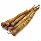 Ha Gobo Burdock Gobo Arctium Lappa Culinary Herb Coolseason Openpollinated Fresh Seeds Fast Shipping