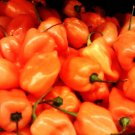 Habanero Orange Hot Pepper Fresh Seeds Fast Shipping
