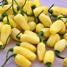 Habanero White Hot Pepper Vegetable Seeds Fresh Seeds Fast Shipping