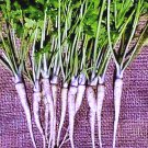 Hamburg Rooted Parsley Culinary Herbs Fresh Seeds Fast Shipping