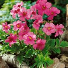 Hardy Gloxinia Rose Flower Seeds Incarvillea Delavayi Rose 20 Seeds Fresh Seeds Fast Shipping
