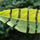 Hardy Rubber Tree Seeds Eucommia Ulmoides 5 Seeds Fresh Seeds Fast Shipping