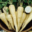 Harris Model Parsnip Vegetable Seeds Seeds Fresh Seeds Fast Shipping