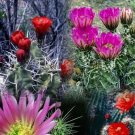 Hedgehog Cactus Mix Seeds Echinocereus Mix 25 Seeds Fresh Seeds Fast Shipping
