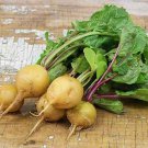 Helios Radish Vegetable Fresh Seeds Fast Shipping
