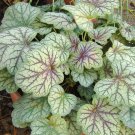 Heuchera Americana Plant Seeds Heuchera Dales Strain 50 Seeds Fresh Seeds Fast Shipping
