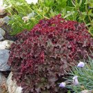 Heuchera Melting Fire Flower Seeds Heuchera Micrantha 20 Seeds Fresh Seeds Fast Shipping