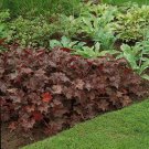 Heuchera Palace Purple Plant Seeds Heuchera Micrantha 100 Seeds Fresh Seeds Fast Shipping