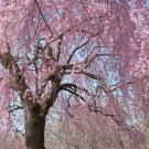 Higan Flowering Cherry Tree Seeds Prunus Subhirtella 10 Seeds Fresh Seeds Fast Shipping