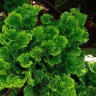 Hinoki Cypress Tree Seeds Chamaecyparis Obtusa 35 Seeds Fresh Seeds Fast Shipping