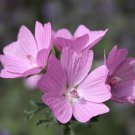 Hollyhock Mauritiana Flower Seeds Malva Sylvestris 30 Seeds Fresh Seeds Fast Shipping