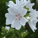 Hollyhock Moschata Rose Flower Seeds Malva Moschata 50 Seeds Fresh Seeds Fast Shipping