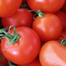 Homemade Pickles Cucumber Pickling Fresh Seeds Fast Shipping